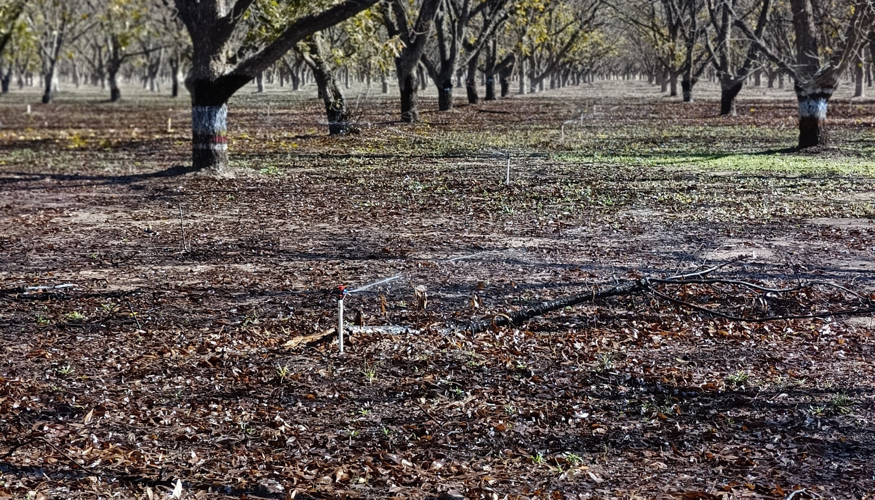 sistema de riego por aspersion subfoliar